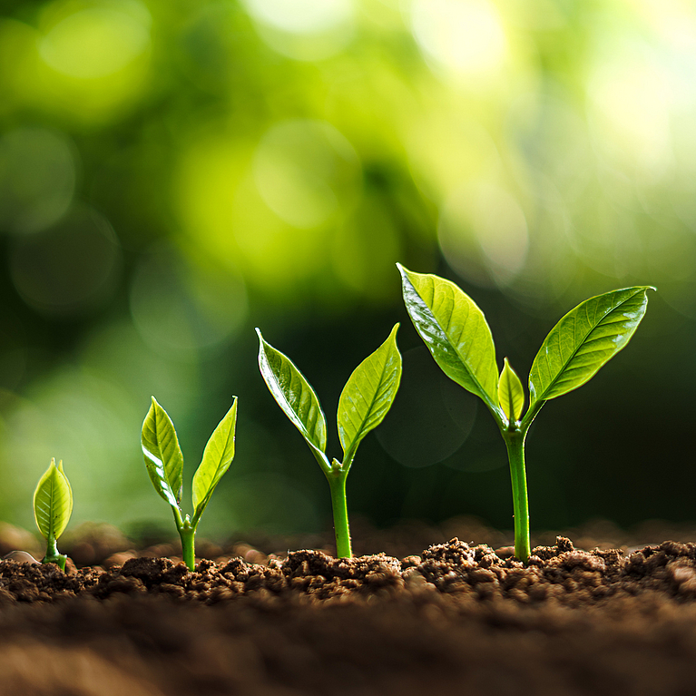 © ArtRachen01 – istock.com Vier Sprösslinge
